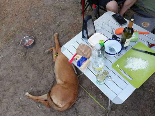 Rhodesian Ridgeback-Beitrag-Bild