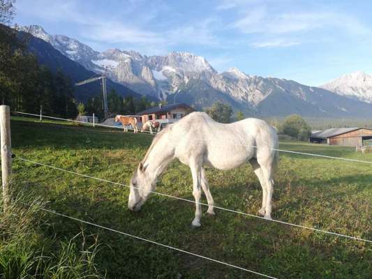 Rhodesian Ridgeback-Beitrag-Bild