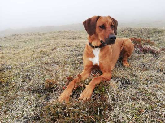 Rhodesian Ridgeback-Beitrag-Bild