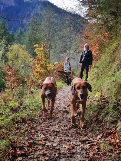 Rhodesian Ridgeback-Beitrag-Bild
