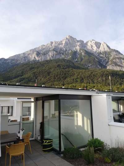 Rhodesian Ridgeback-Beitrag-Bild