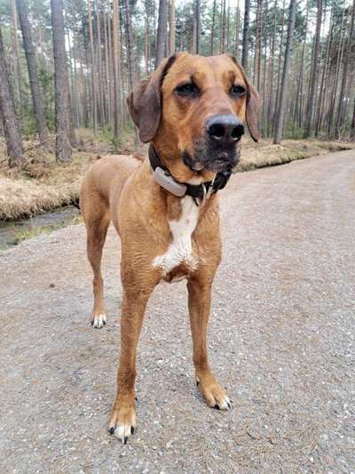 Rhodesian Ridgeback-Beitrag-Bild
