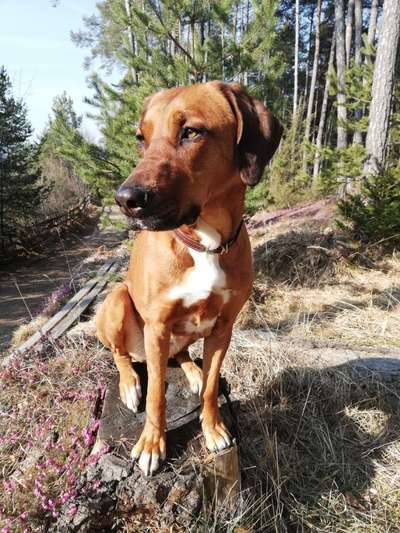 Rhodesian Ridgeback-Beitrag-Bild