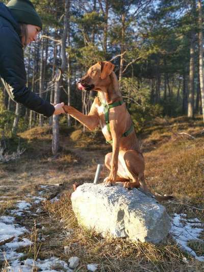 Rhodesian Ridgeback-Beitrag-Bild