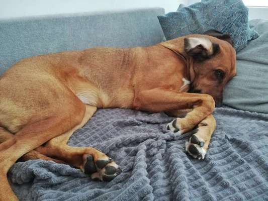 Rhodesian Ridgeback-Beitrag-Bild