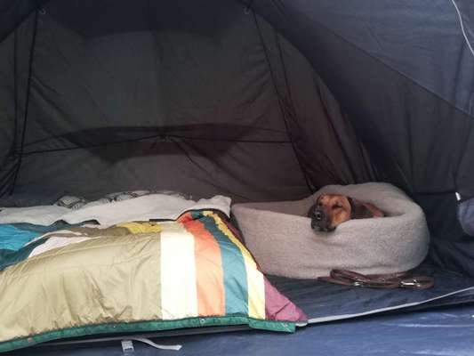 Rhodesian Ridgeback-Beitrag-Bild