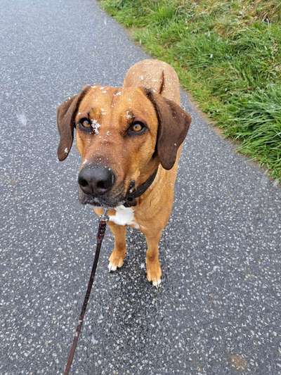 Rhodesian Ridgeback-Beitrag-Bild