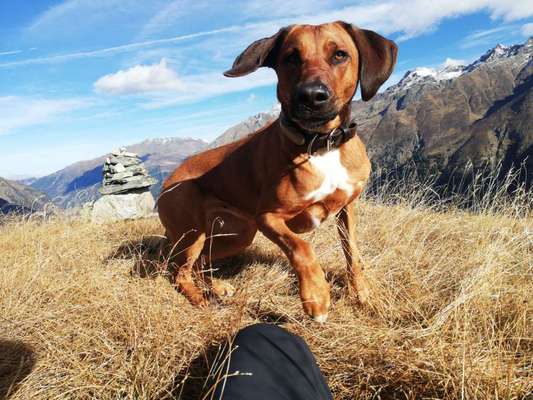 Rhodesian Ridgeback-Beitrag-Bild