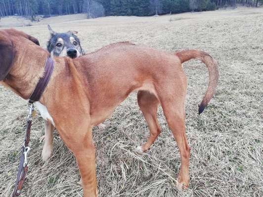 Rhodesian Ridgeback-Beitrag-Bild