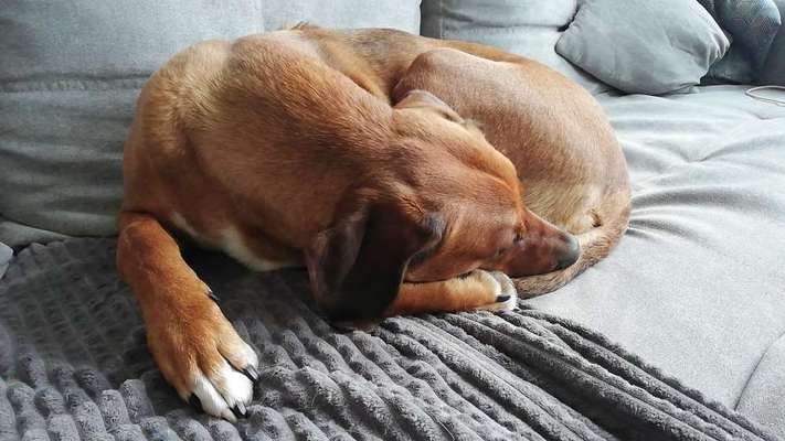 Rhodesian Ridgeback-Beitrag-Bild
