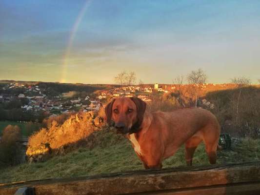 Rhodesian Ridgeback-Beitrag-Bild