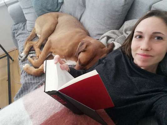 Rhodesian Ridgeback-Beitrag-Bild