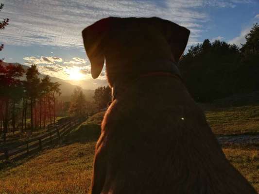 Rhodesian Ridgeback-Beitrag-Bild