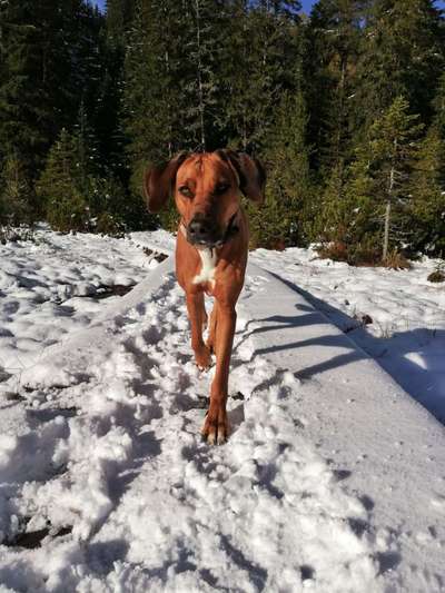 Rhodesian Ridgeback-Beitrag-Bild