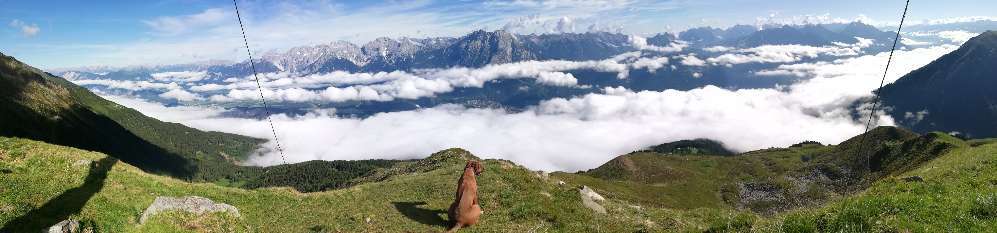 Rhodesian Ridgeback-Beitrag-Bild