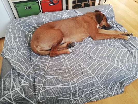 Rhodesian Ridgeback-Beitrag-Bild