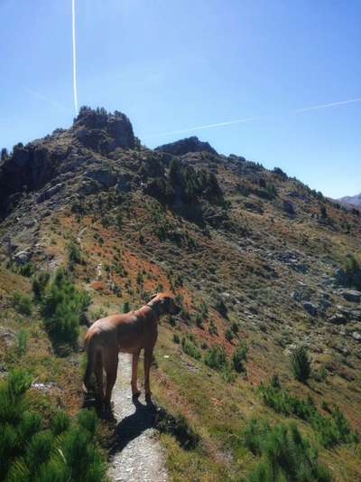 Rhodesian Ridgeback-Beitrag-Bild