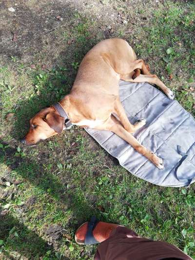 Rhodesian Ridgeback-Beitrag-Bild