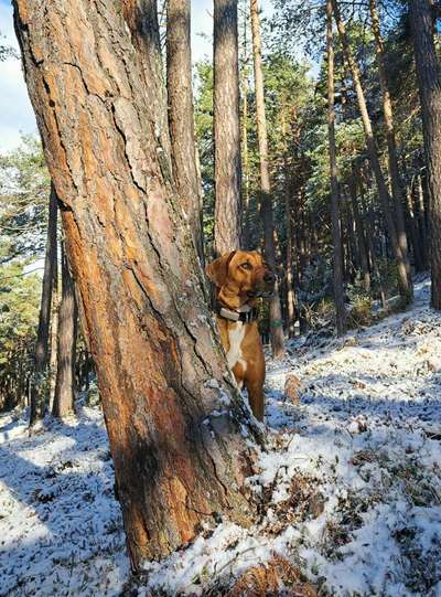 Rhodesian Ridgeback-Beitrag-Bild