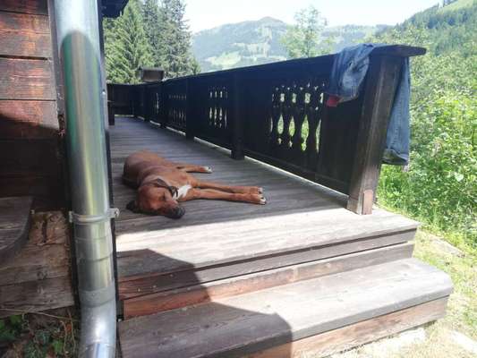 Rhodesian Ridgeback-Beitrag-Bild