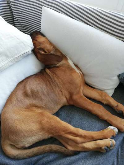 Rhodesian Ridgeback-Beitrag-Bild