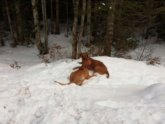 Rhodesian Ridgeback-Beitrag-Bild