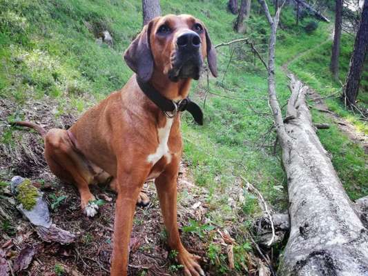 Rhodesian Ridgeback-Beitrag-Bild