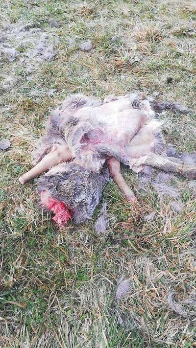 Rhodesian Ridgeback-Beitrag-Bild