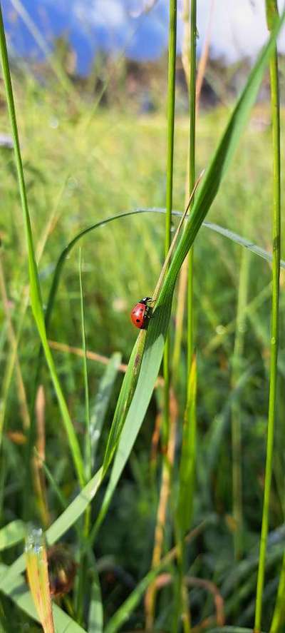 Rhodesian Ridgeback-Beitrag-Bild