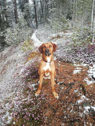 Rhodesian Ridgeback-Beitrag-Bild