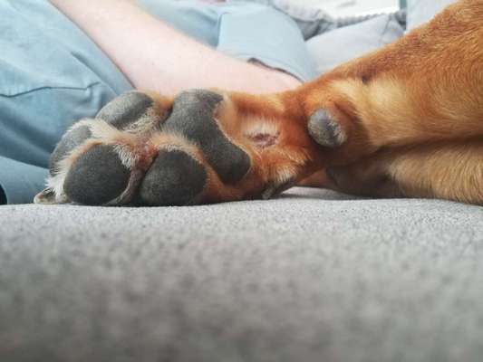 Rhodesian Ridgeback-Beitrag-Bild