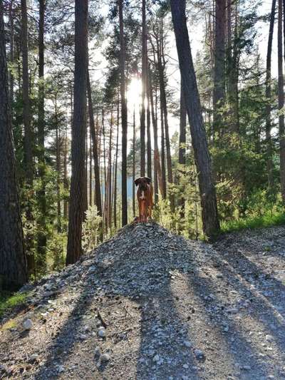 Rhodesian Ridgeback-Beitrag-Bild