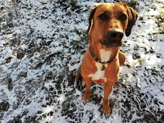 Rhodesian Ridgeback-Beitrag-Bild