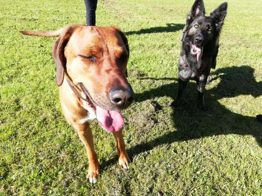 Rhodesian Ridgeback-Beitrag-Bild