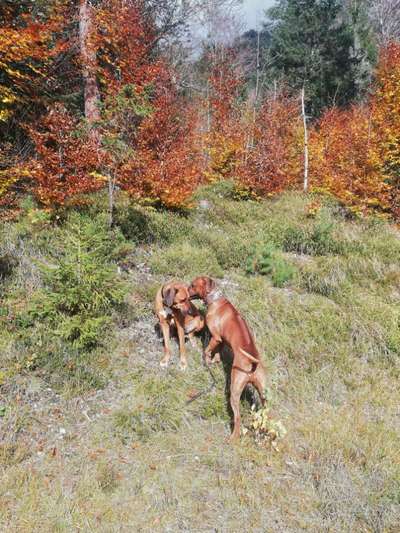 Rhodesian Ridgeback-Beitrag-Bild