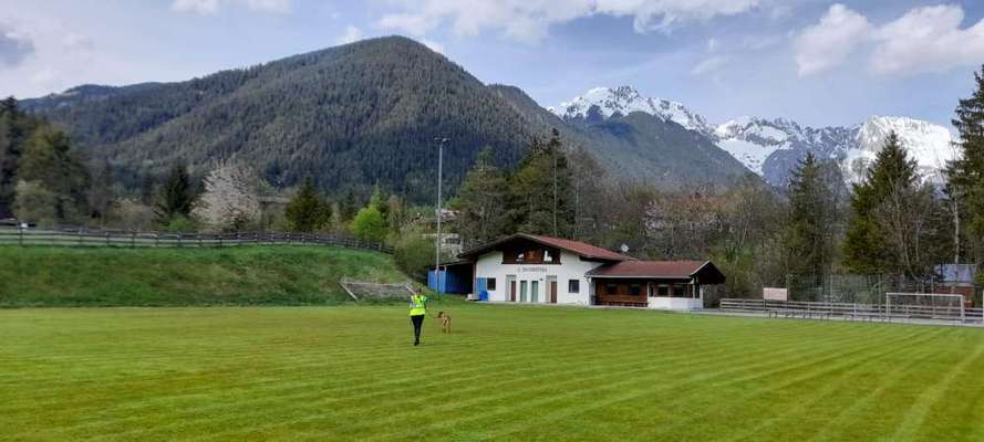 Rhodesian Ridgeback-Beitrag-Bild