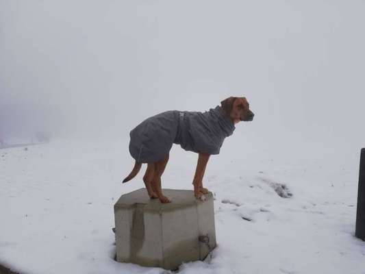 Rhodesian Ridgeback-Beitrag-Bild