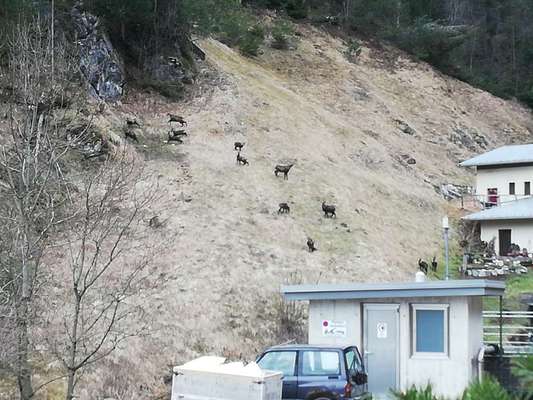 Rhodesian Ridgeback-Beitrag-Bild