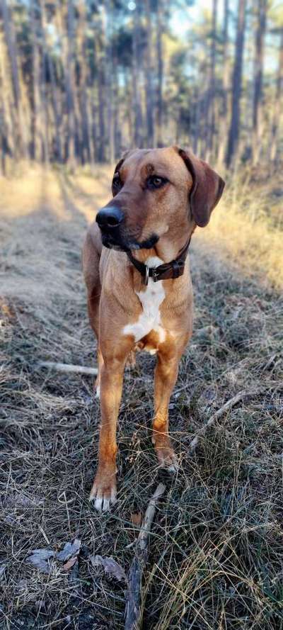 Rhodesian Ridgeback-Beitrag-Bild