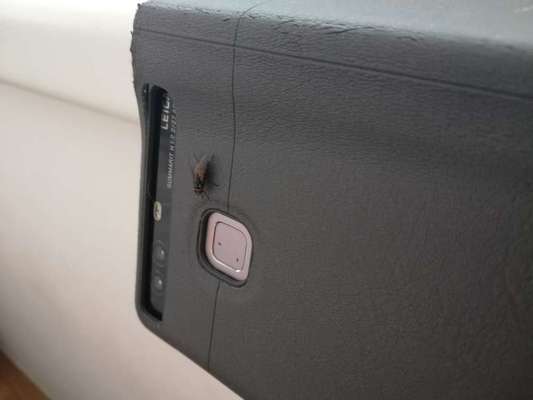 Rhodesian Ridgeback-Beitrag-Bild