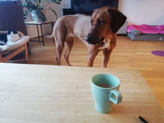 Rhodesian Ridgeback-Beitrag-Bild