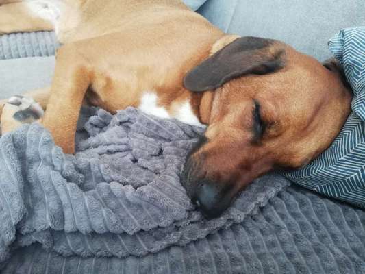 Rhodesian Ridgeback-Beitrag-Bild