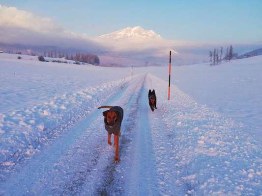 Rhodesian Ridgeback-Beitrag-Bild