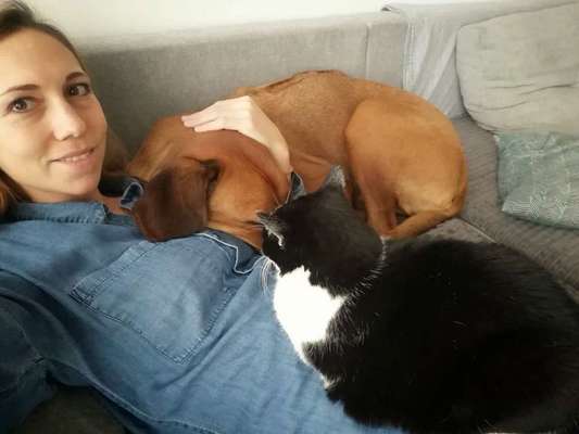 Rhodesian Ridgeback-Beitrag-Bild