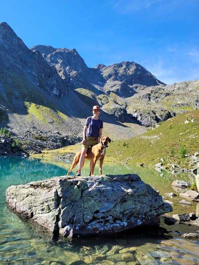 Rhodesian Ridgeback-Beitrag-Bild