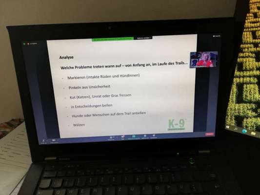 Rhodesian Ridgeback-Beitrag-Bild