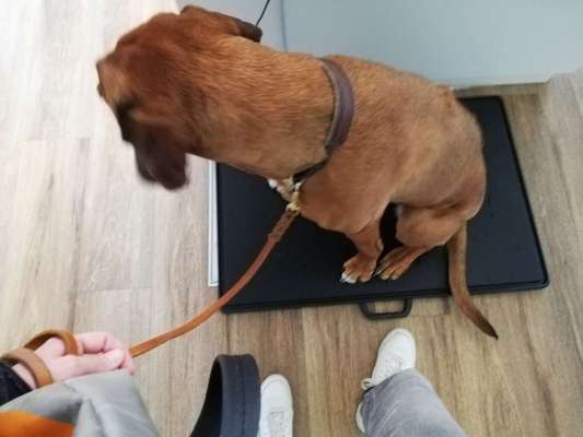 Rhodesian Ridgeback-Beitrag-Bild