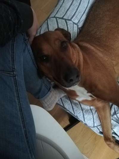 Rhodesian Ridgeback-Beitrag-Bild