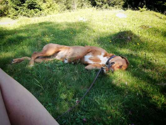 Rhodesian Ridgeback-Beitrag-Bild