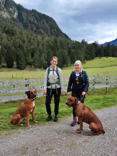Rhodesian Ridgeback-Beitrag-Bild